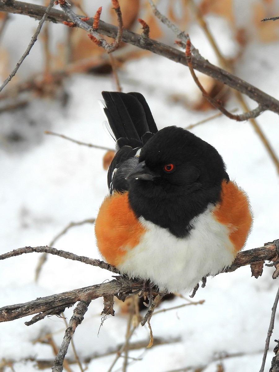 Spotted Towhee - ML613730540