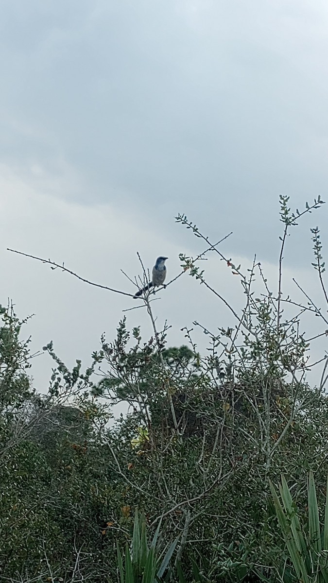 Florida Scrub-Jay - ML613730647