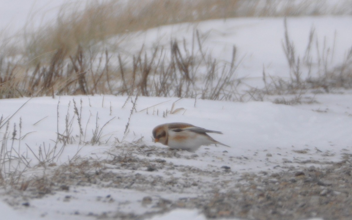 Snow Bunting - ML613730679