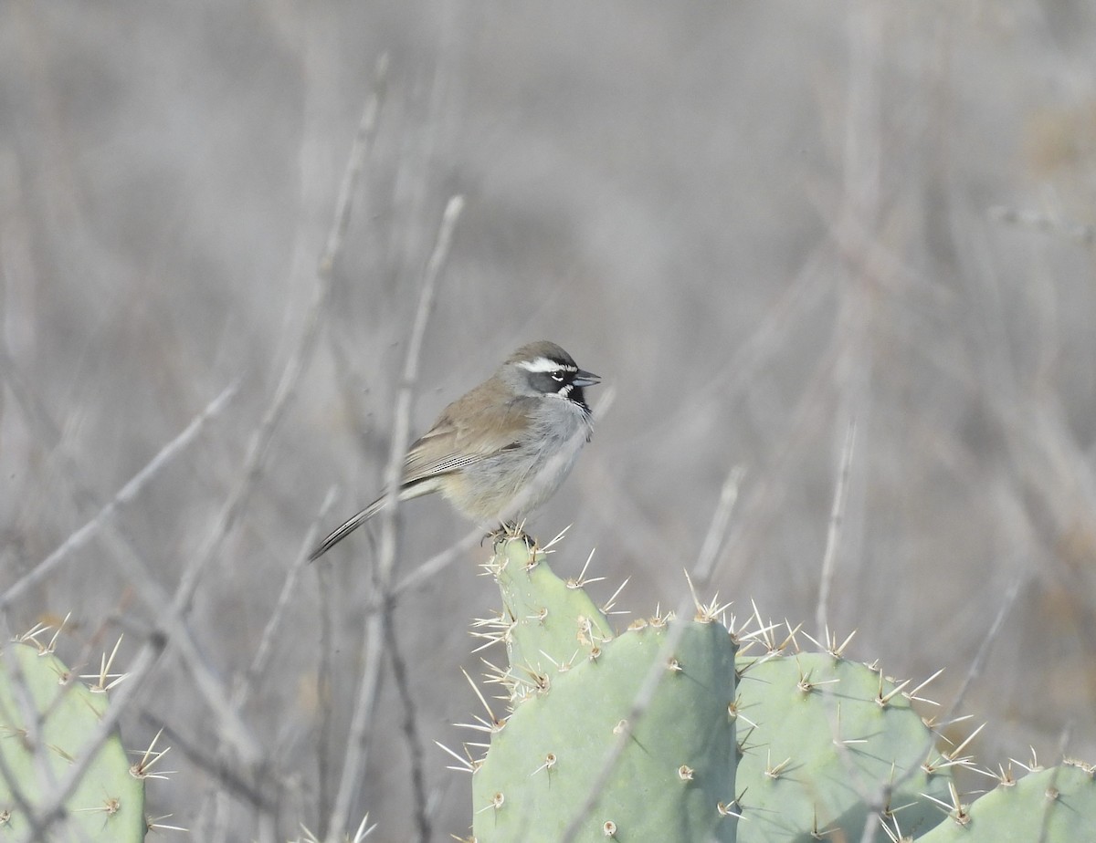 Black-throated Sparrow - ML613730680