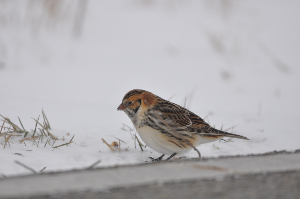 Lapland Longspur - ML613730691