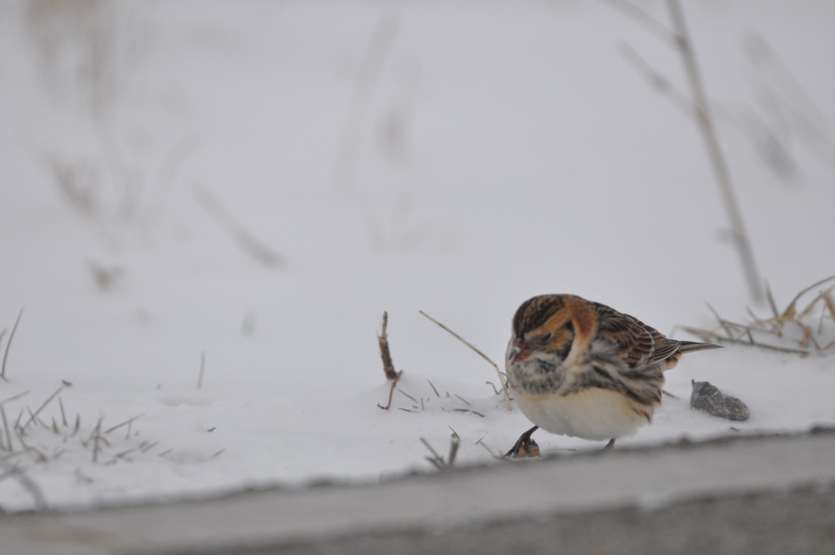 Lapland Longspur - ML613730708