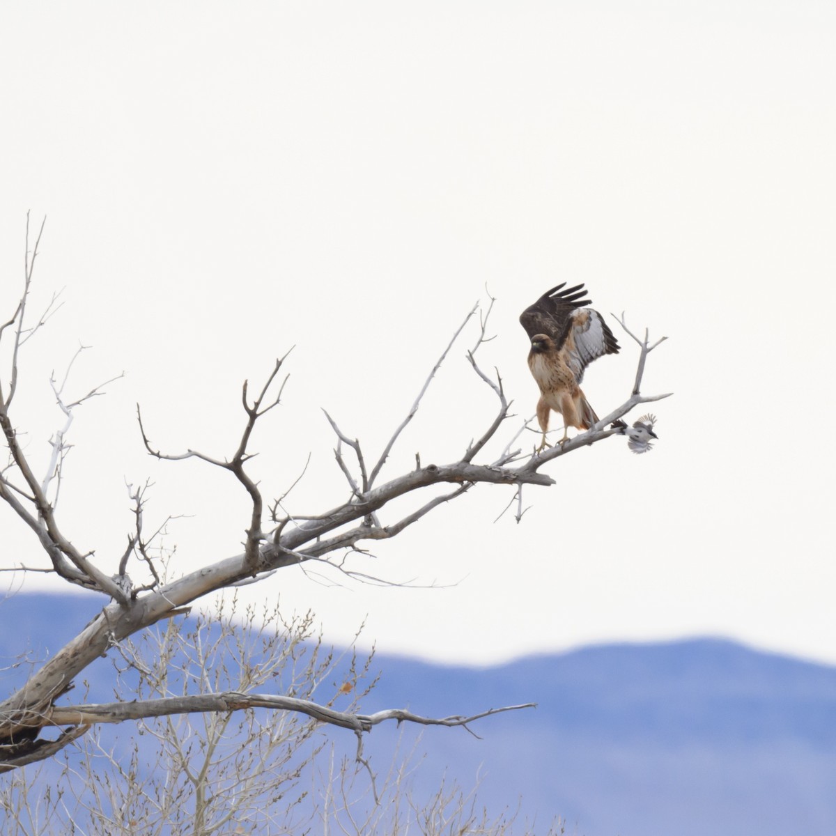 Loggerhead Shrike - ML613730749