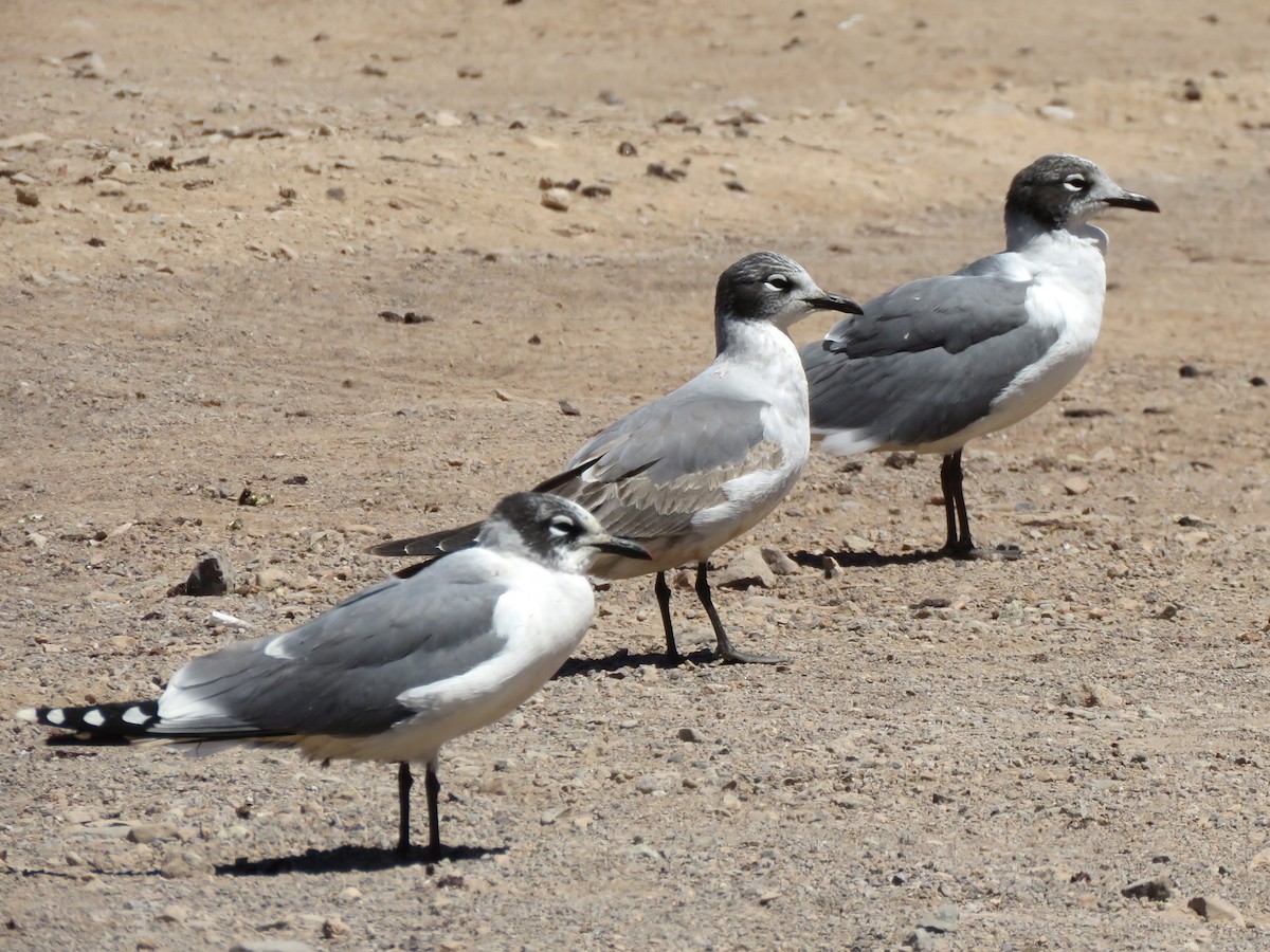 Franklin's Gull - ML613730766