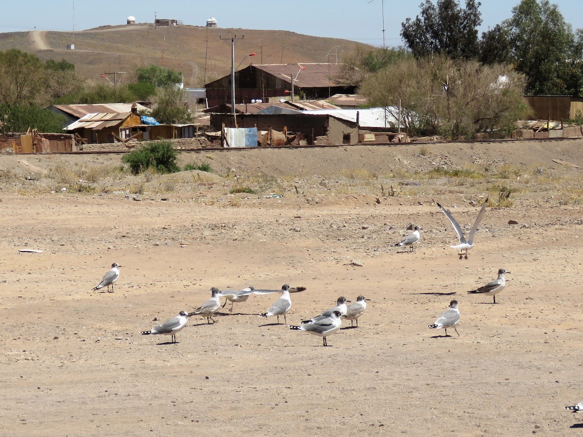 Franklin's Gull - ML613730767