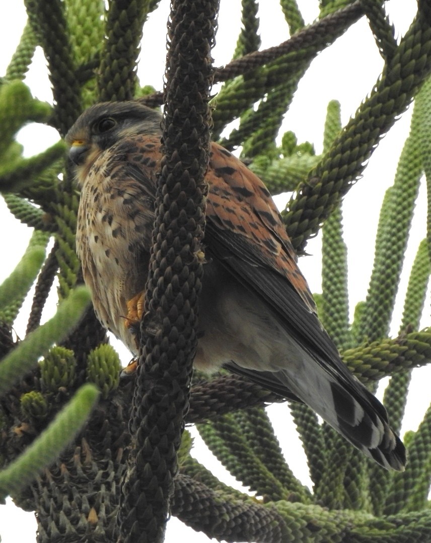 Eurasian Kestrel - ML613730832