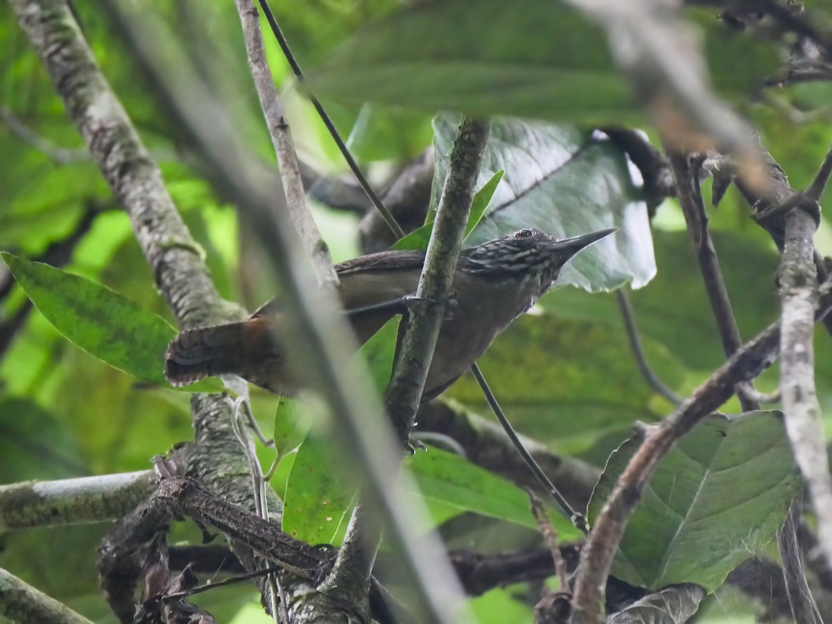 Stripe-throated Wren - Alexandre Vinot