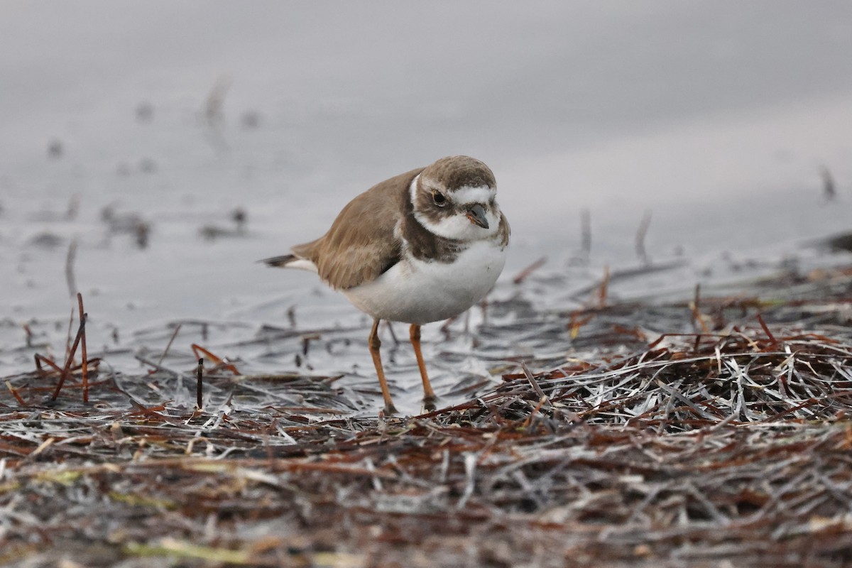 Semipalmated Plover - ML613730895