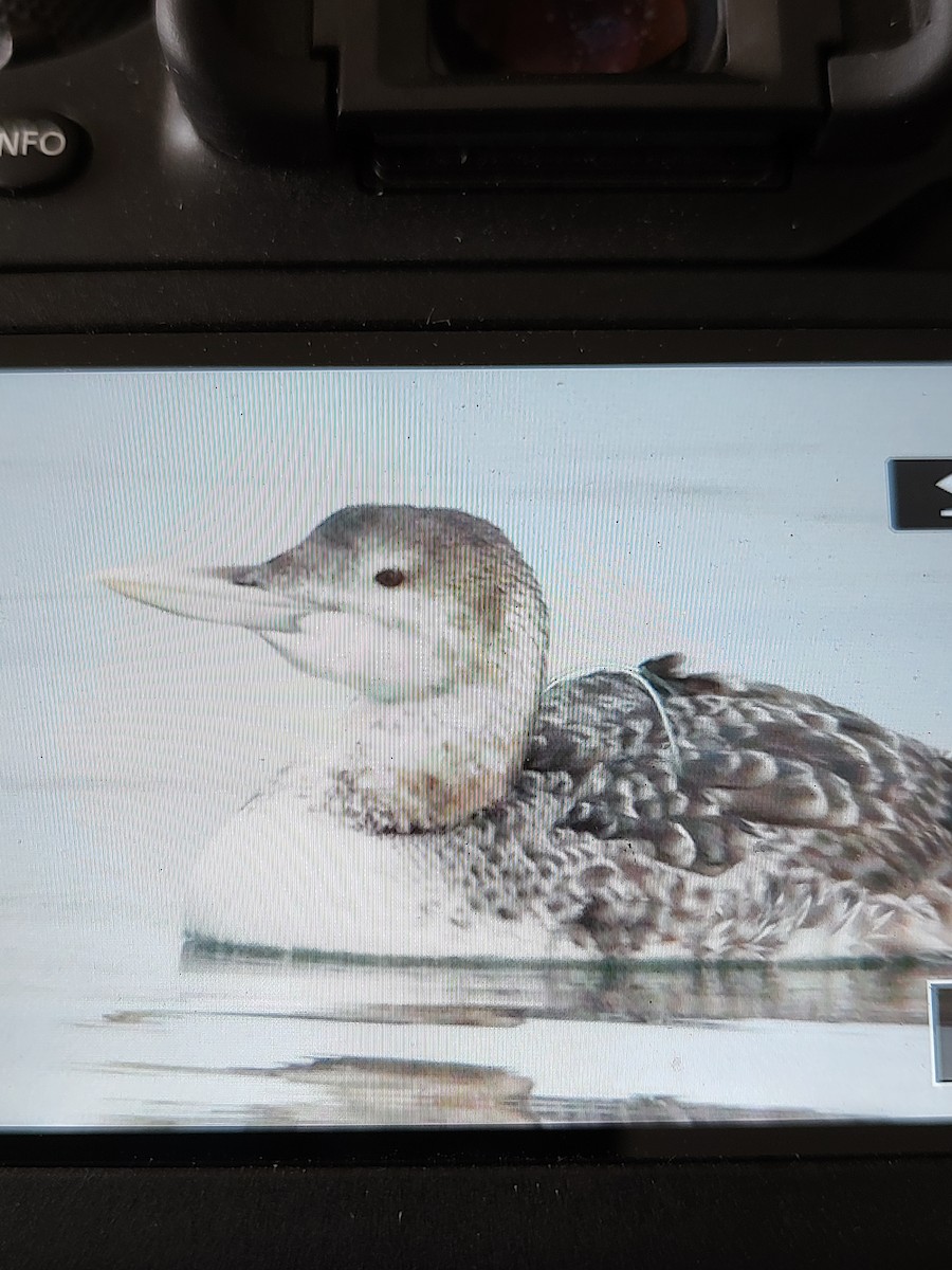 Yellow-billed Loon - ML613730914