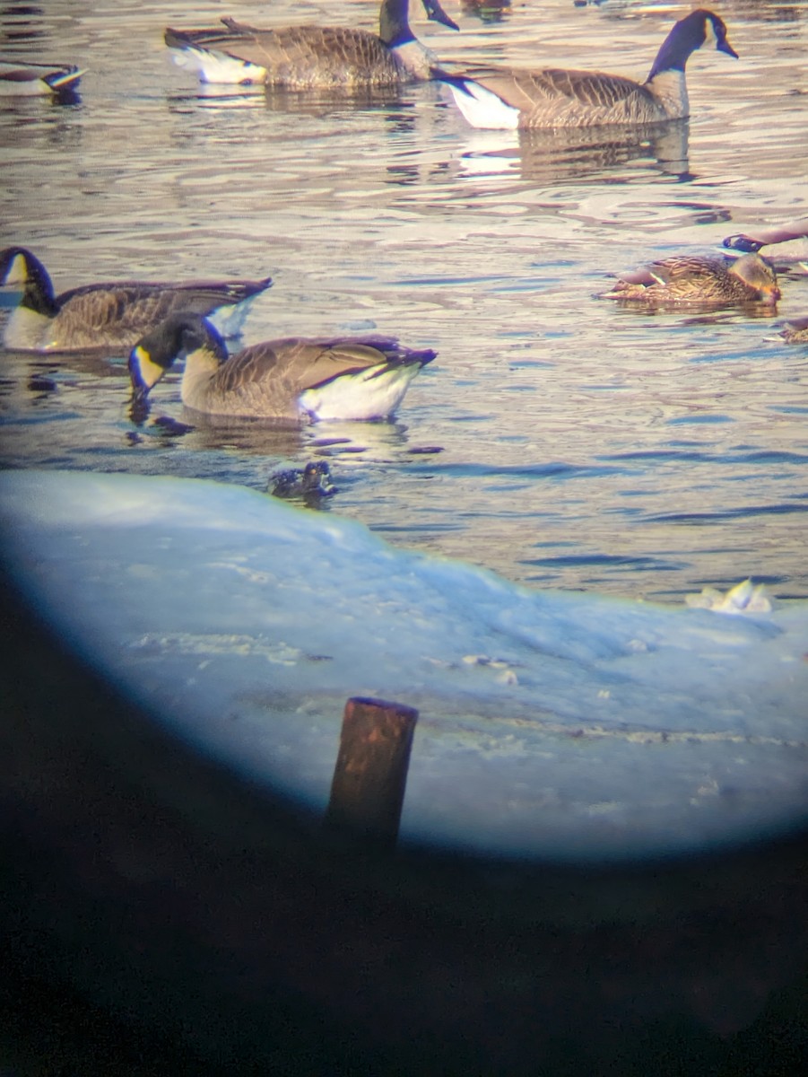 Ring-necked Duck - ML613730957