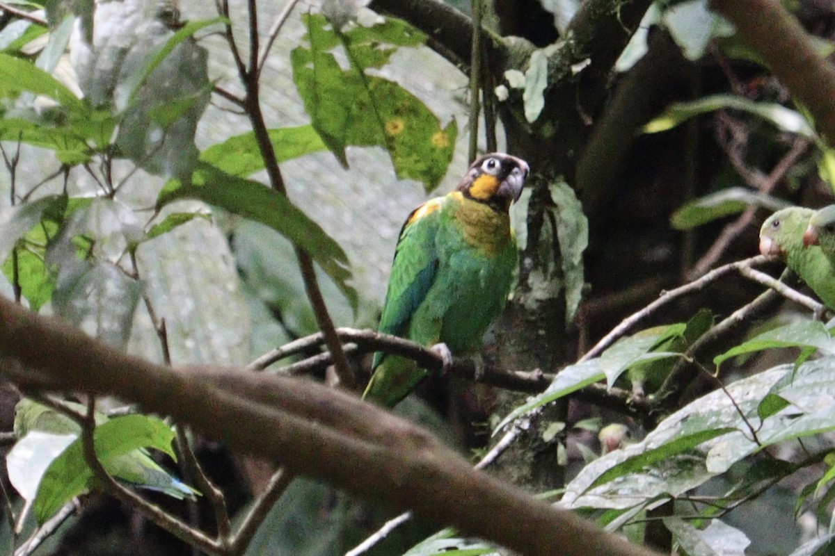 Orange-cheeked Parrot - ML613730968