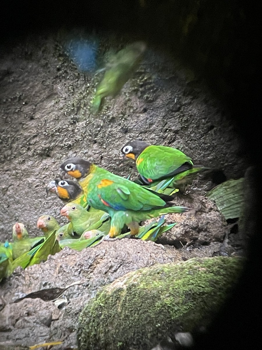 Orange-cheeked Parrot - ML613730969