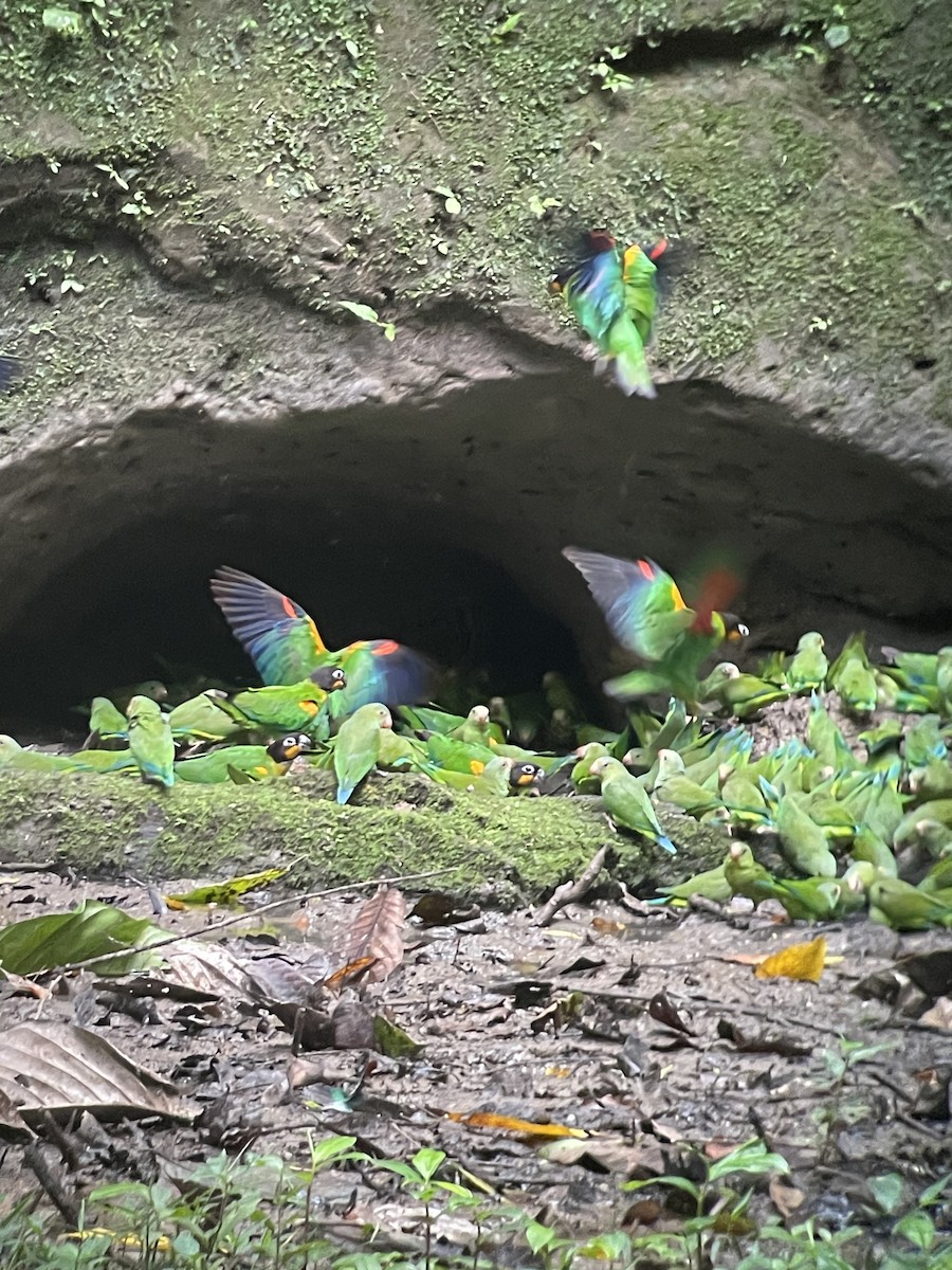 Orange-cheeked Parrot - ML613730971