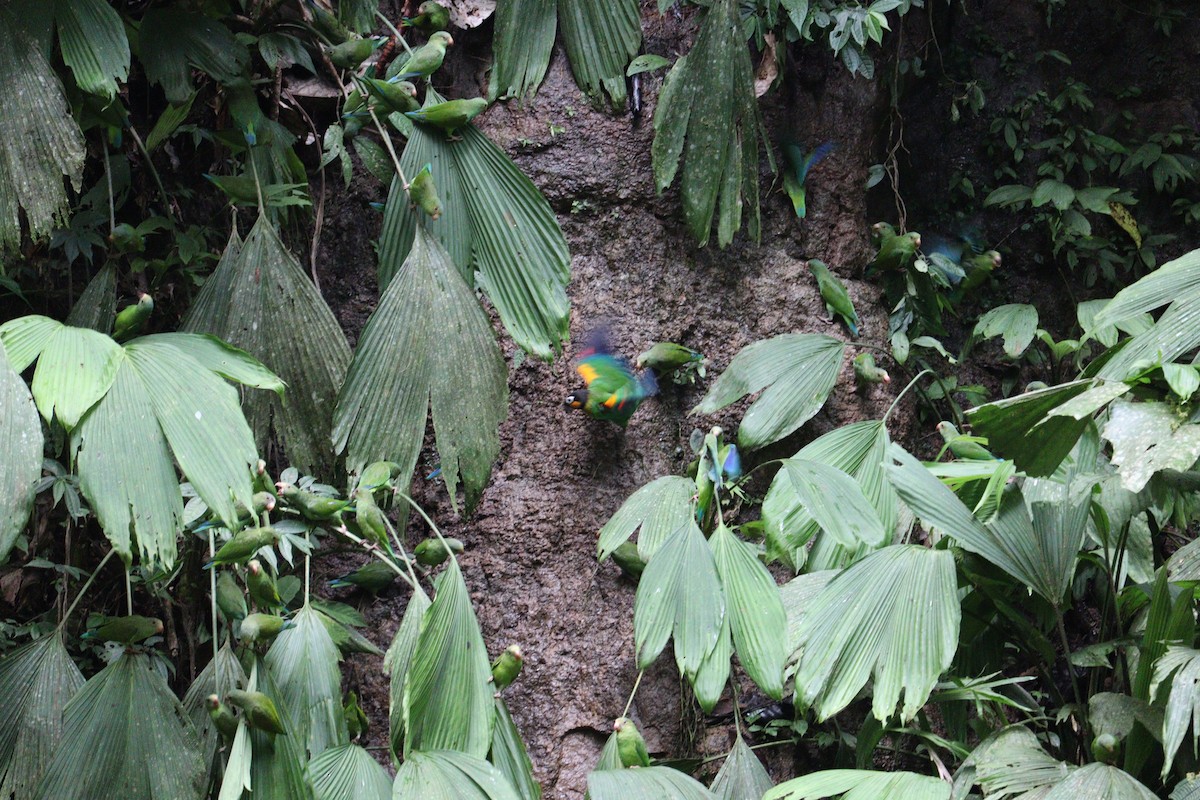 Orange-cheeked Parrot - ML613730973