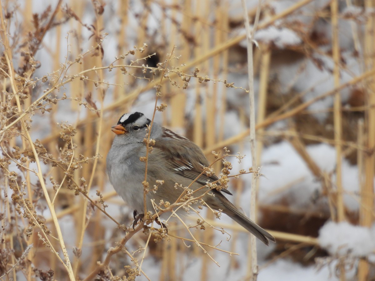 White-crowned Sparrow - Tanja Britton