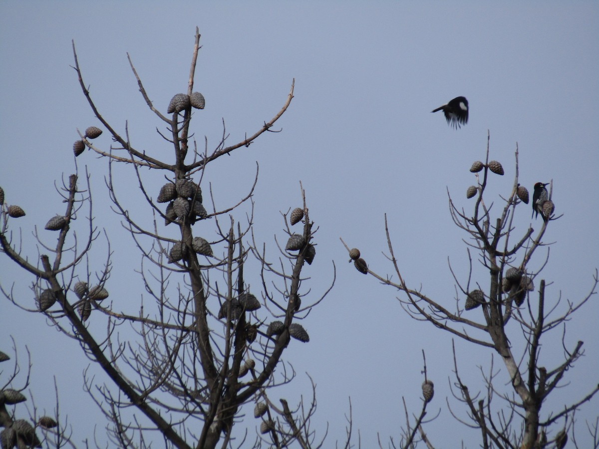 Acorn Woodpecker - ML613731087