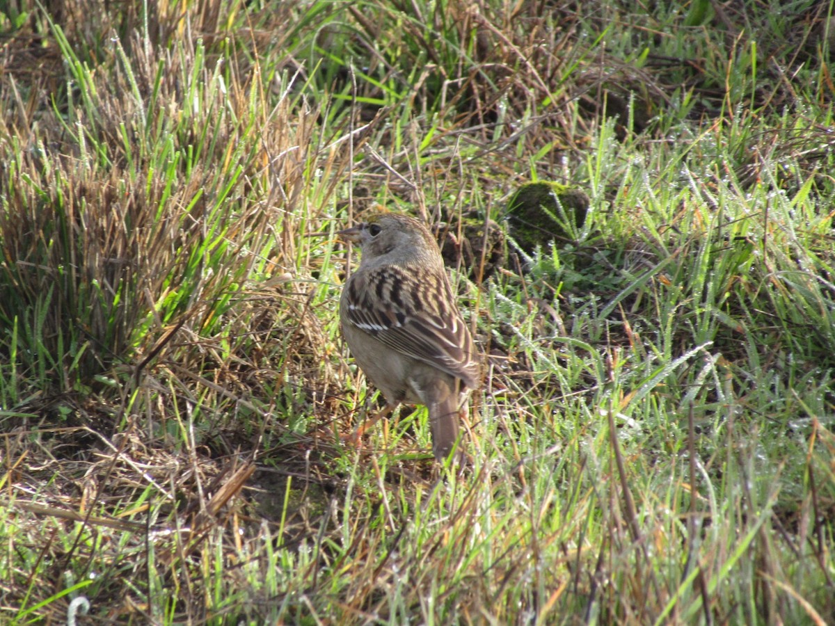 Golden-crowned Sparrow - ML613731102