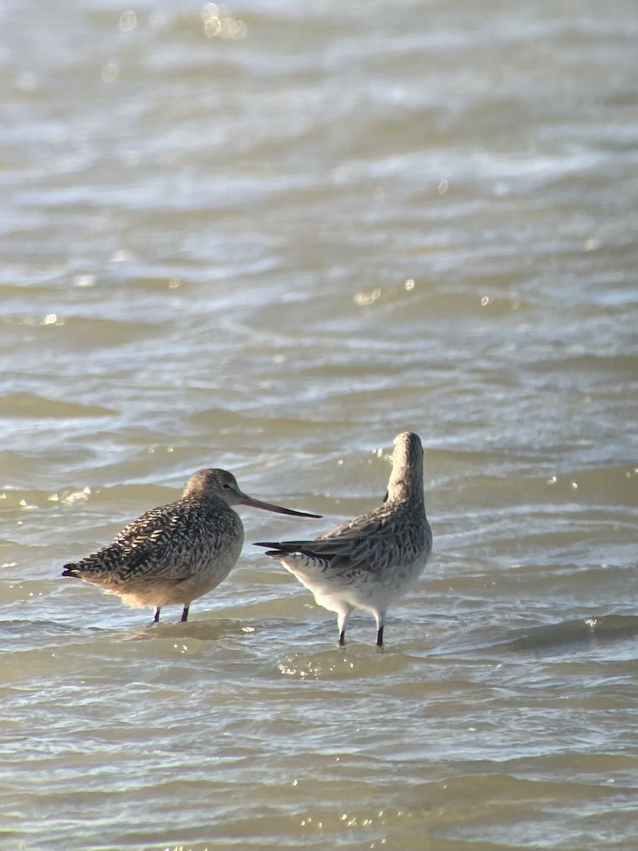 Bar-tailed Godwit - ML613731158