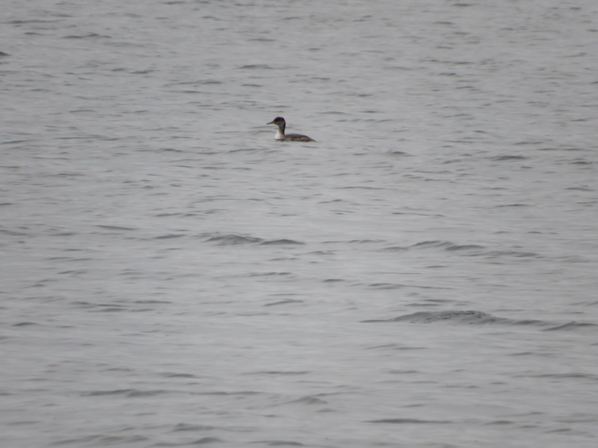 Red-necked Grebe - ML613731164
