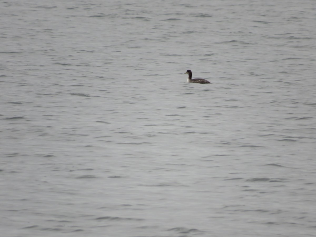 Red-necked Grebe - ML613731165