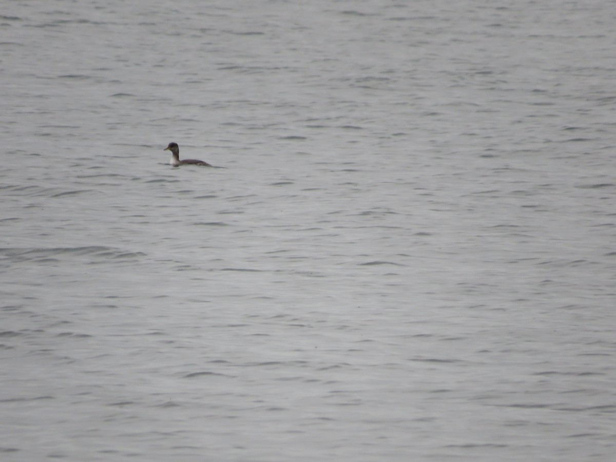 Red-necked Grebe - ML613731166