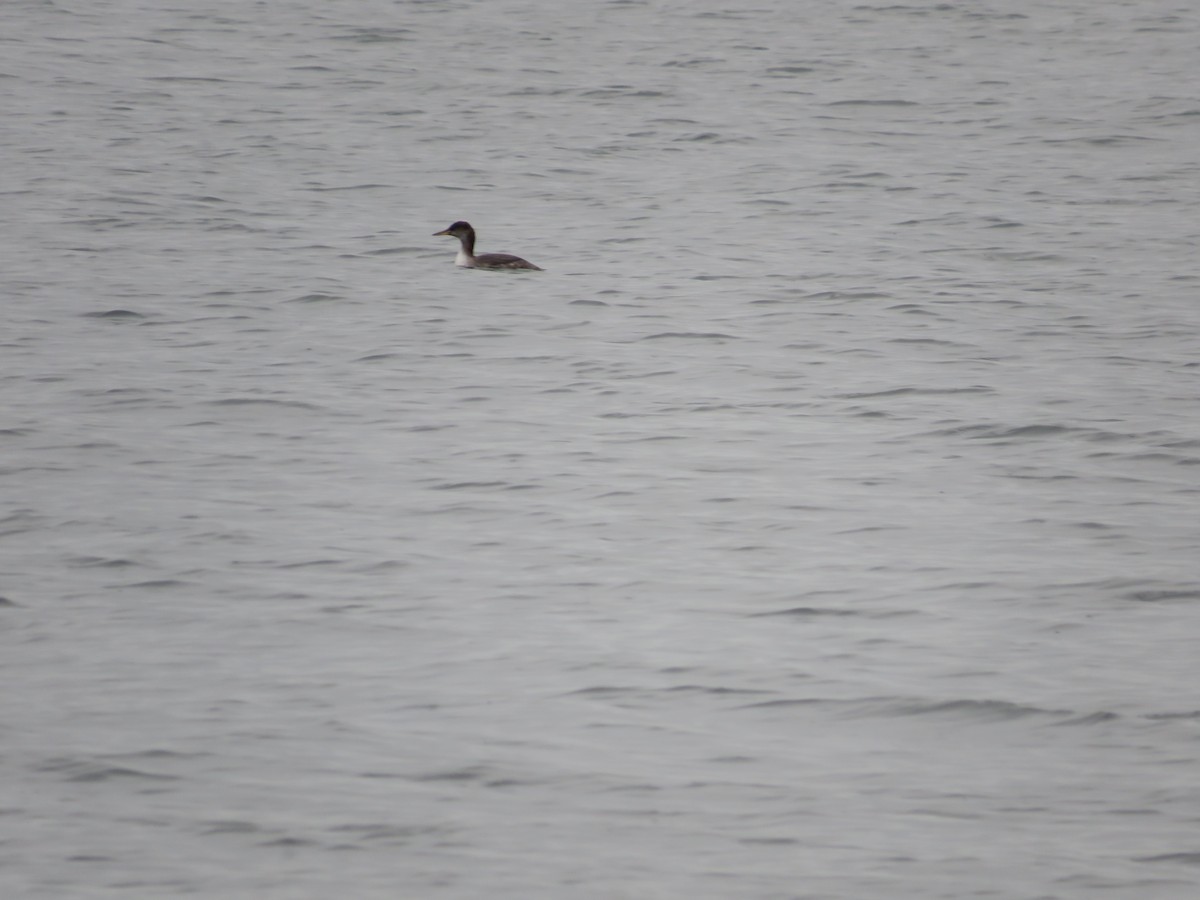 Red-necked Grebe - ML613731167