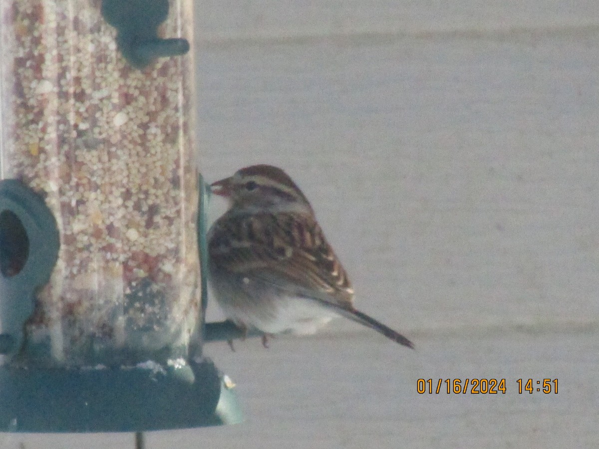 Song Sparrow - ML613731290