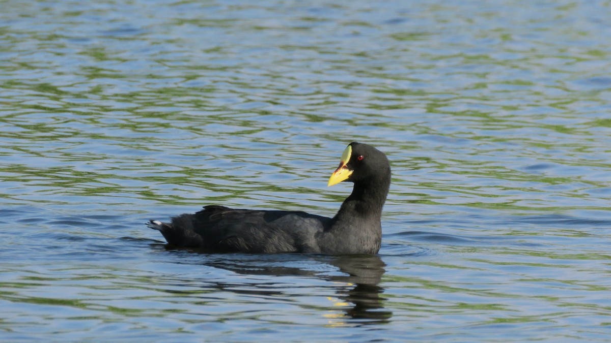 Red-gartered Coot - ML613731315