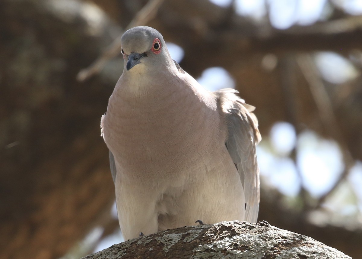 Mourning Collared-Dove - David Ely