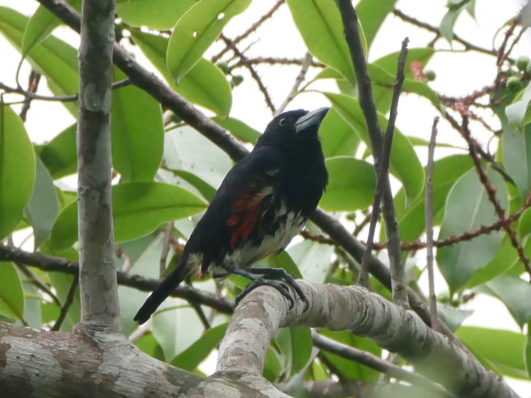 Spot-crowned Barbet - ML613731359