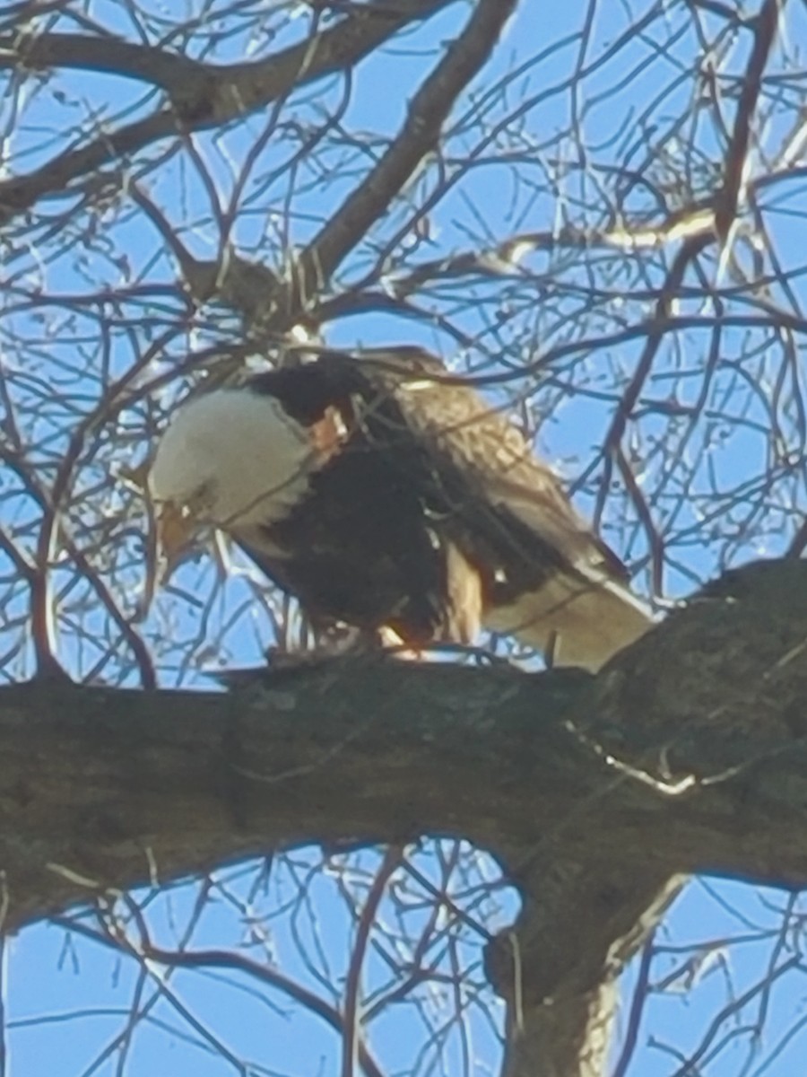 Bald Eagle - ML613731387