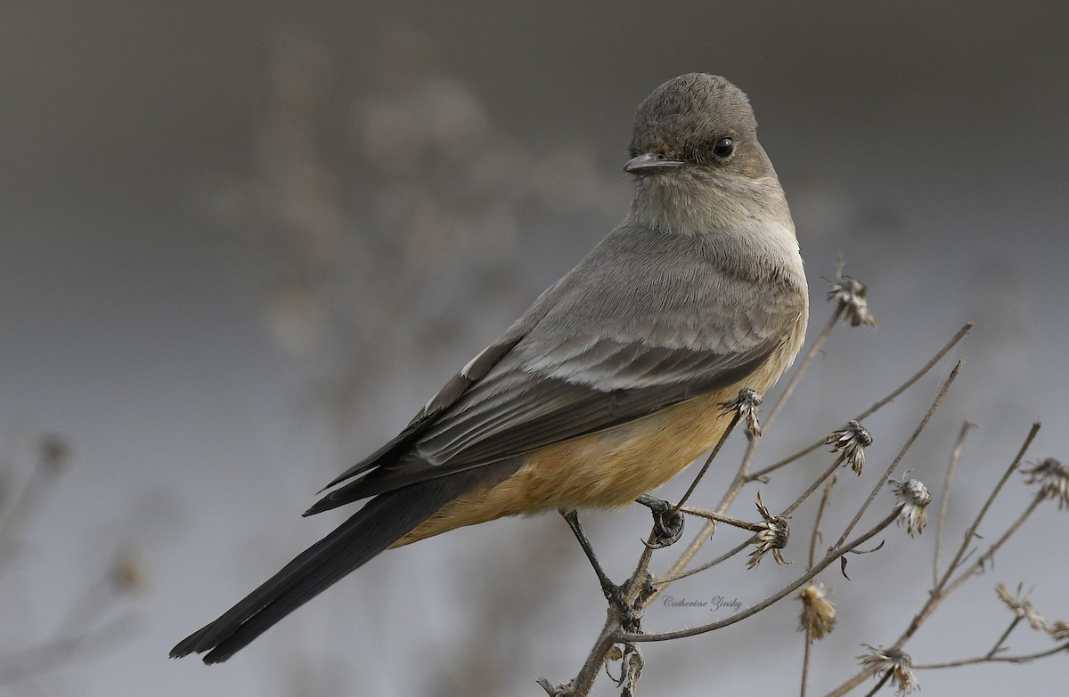 Say's Phoebe - ML613731449