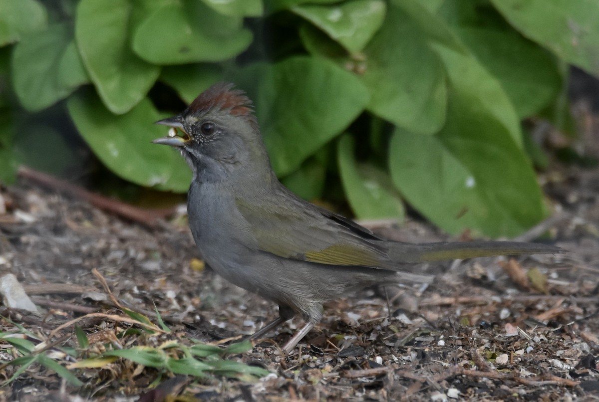 Green-tailed Towhee - ML613731468