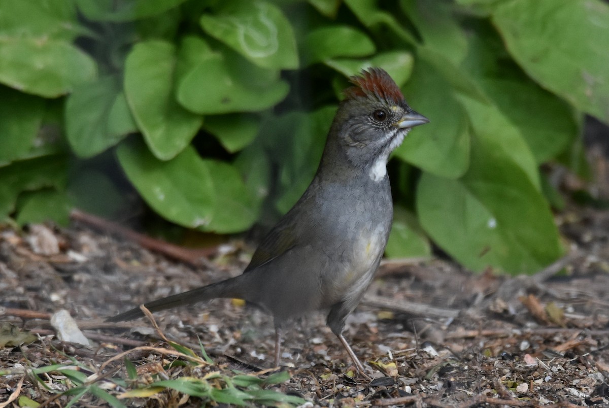 Green-tailed Towhee - ML613731469