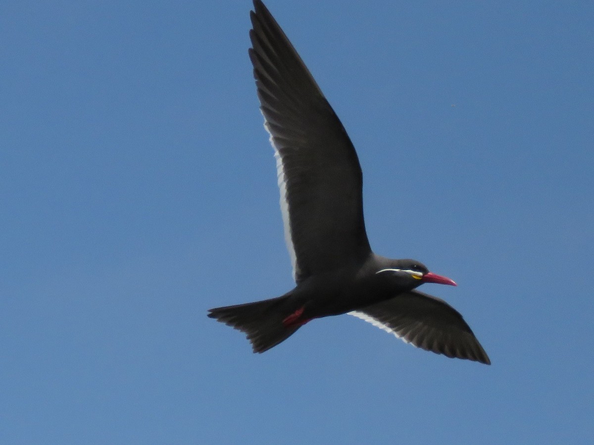 Inca Tern - ML613731540