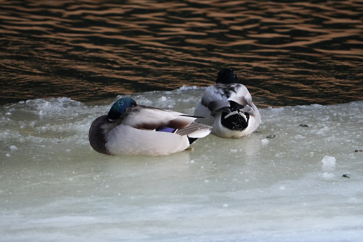 Canard colvert - ML613731602