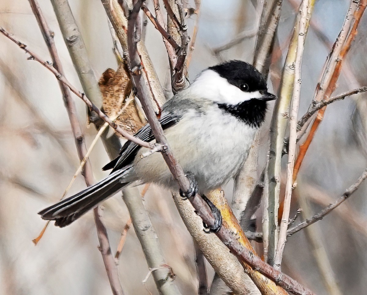 Black-capped Chickadee - ML613731633