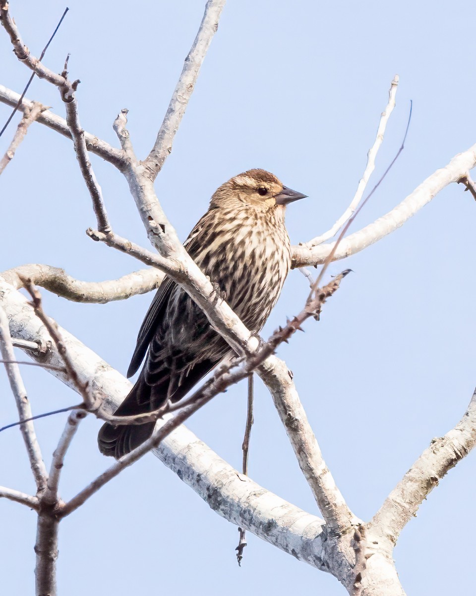 Red-winged Blackbird - Jamie B Wagner