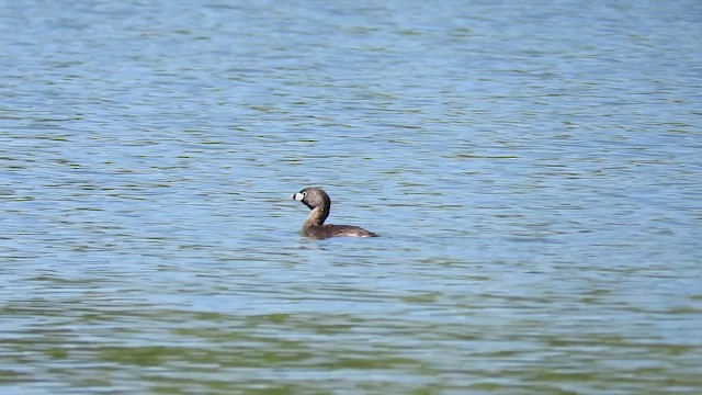 Pied-billed Grebe - ML613731748