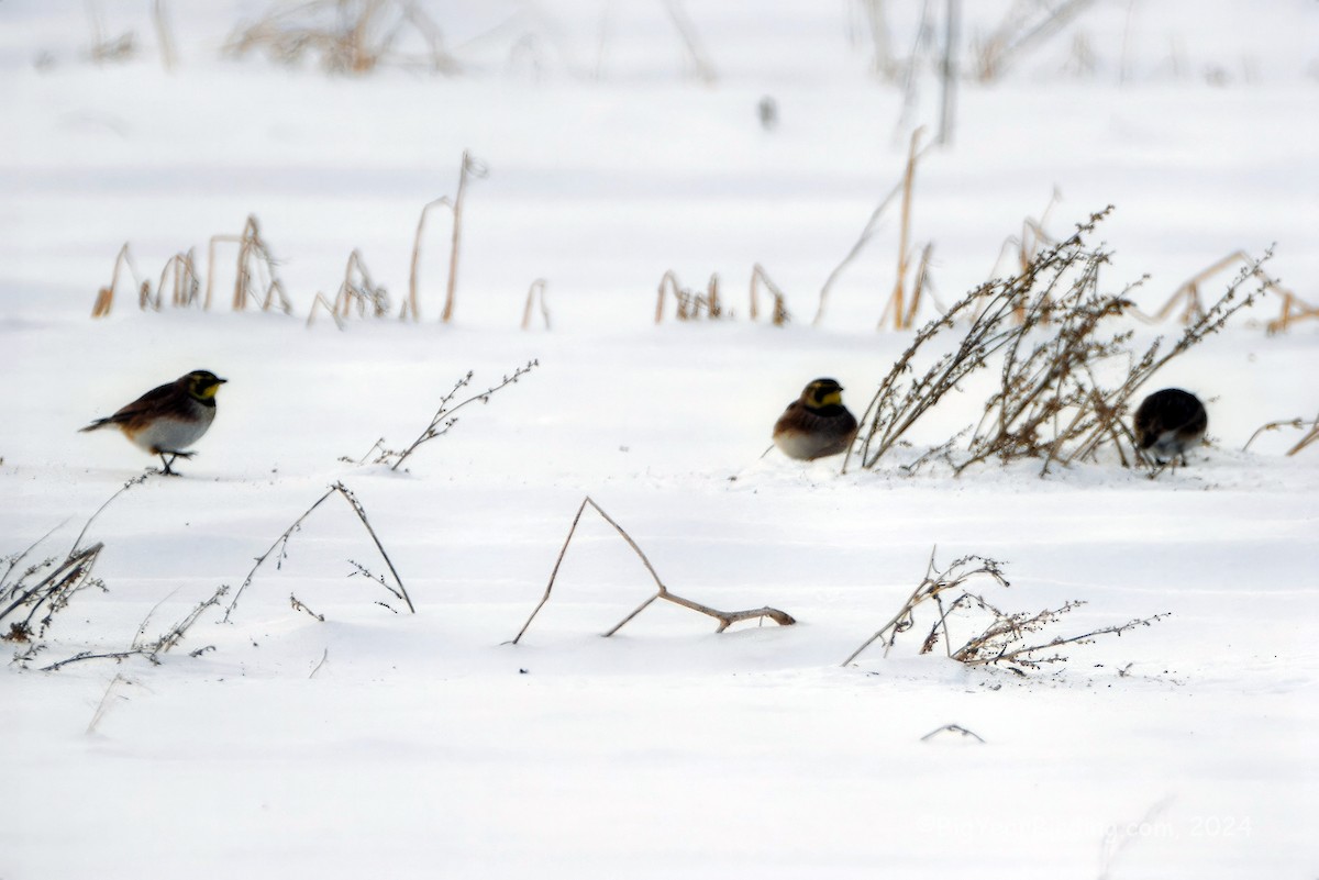 Horned Lark - ML613731839