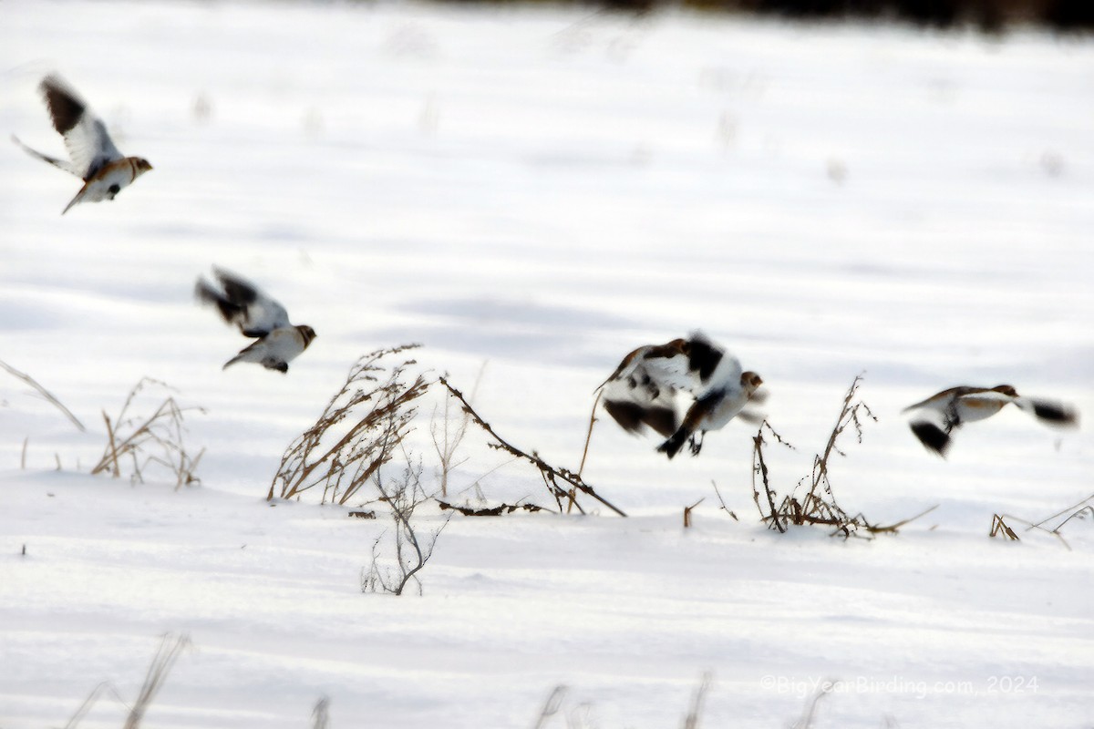 Snow Bunting - ML613731845