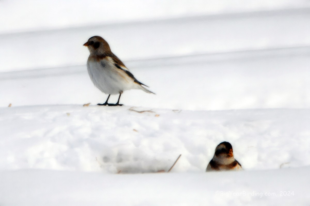 Snow Bunting - ML613731847