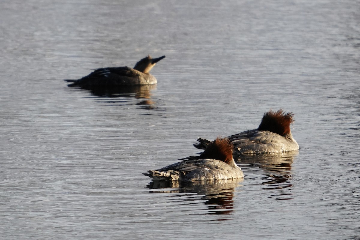 Common Merganser - ML613731854