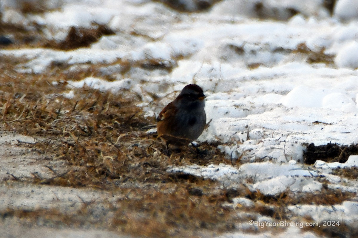 American Tree Sparrow - ML613731865