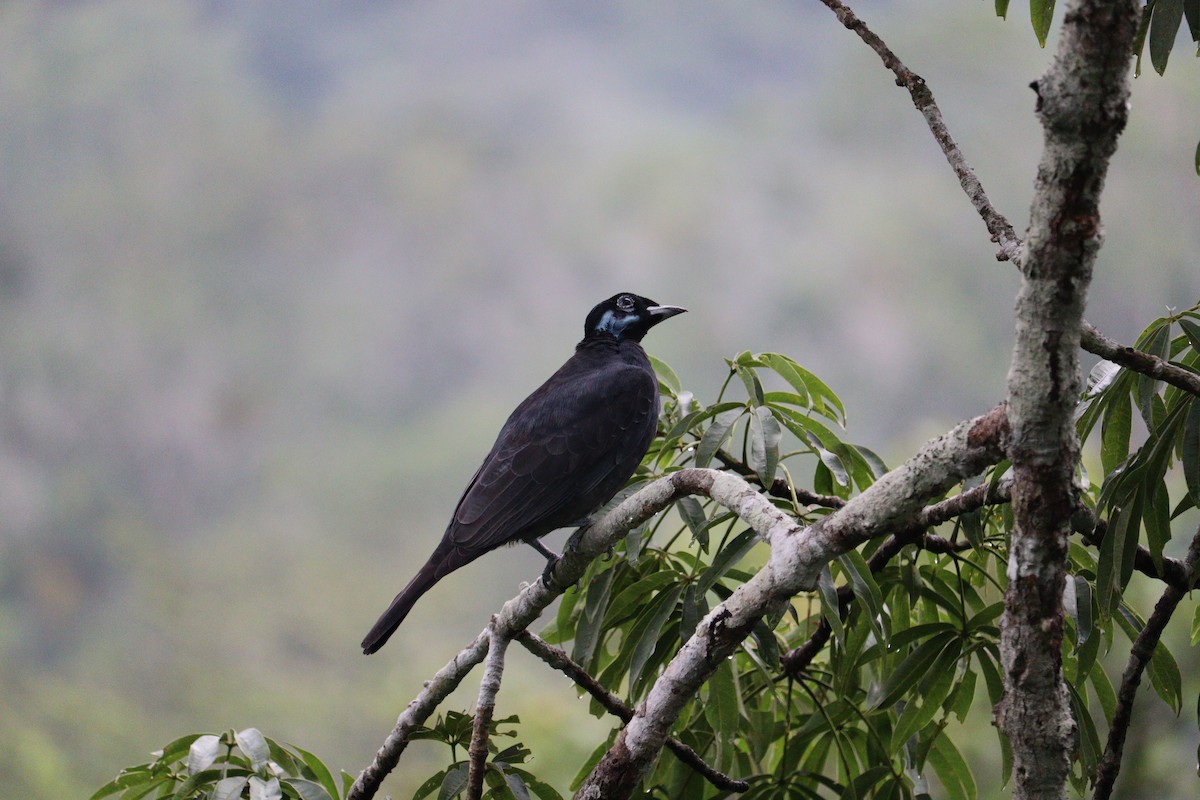 Bare-necked Fruitcrow - ML613731978