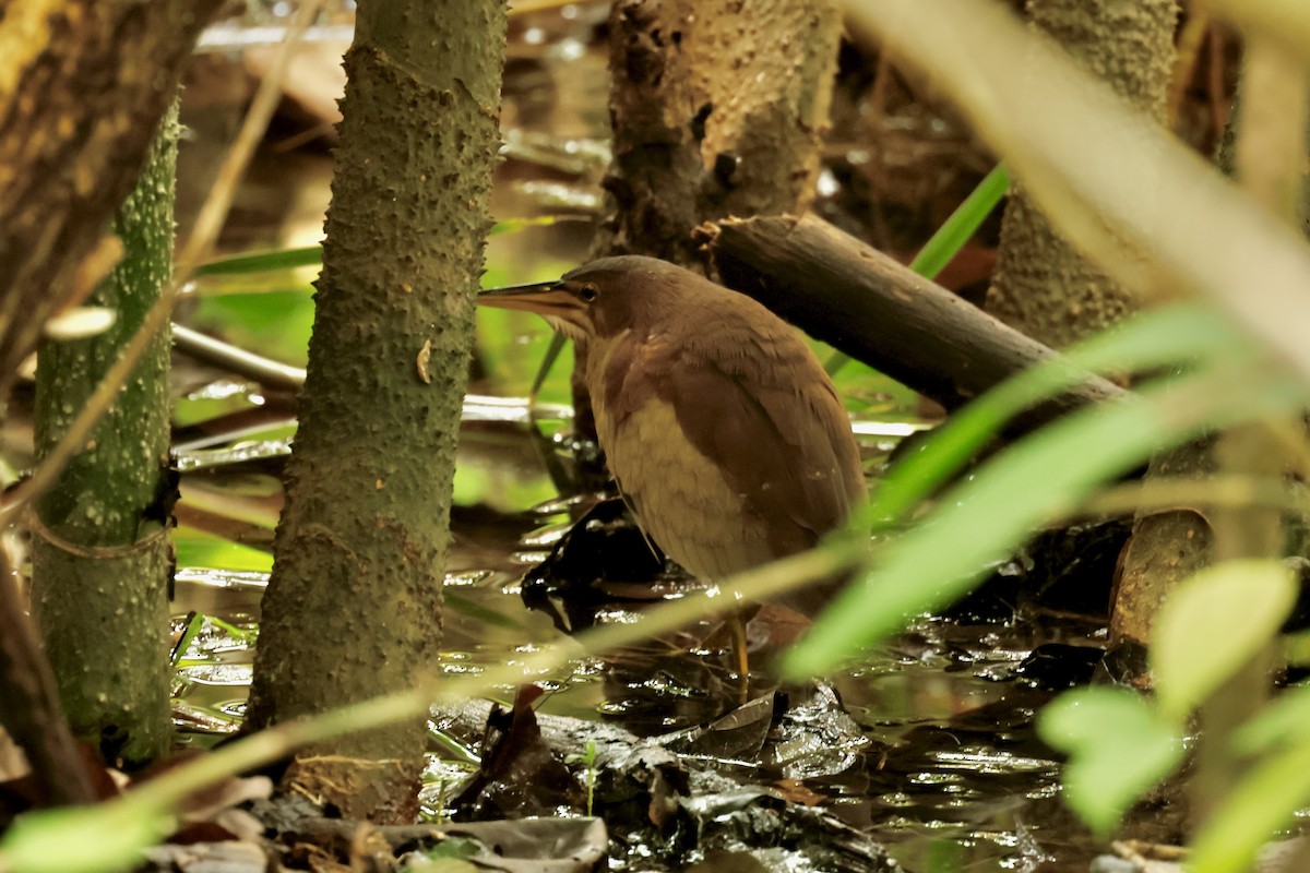 Schrenck's Bittern - ML613732020