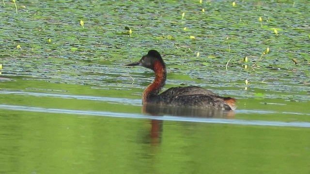 Great Grebe - ML613732088