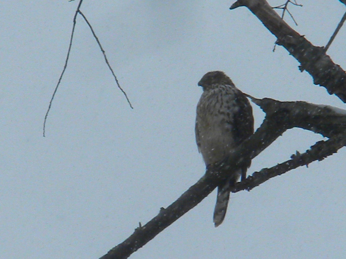 Cooper's Hawk - ML613732123