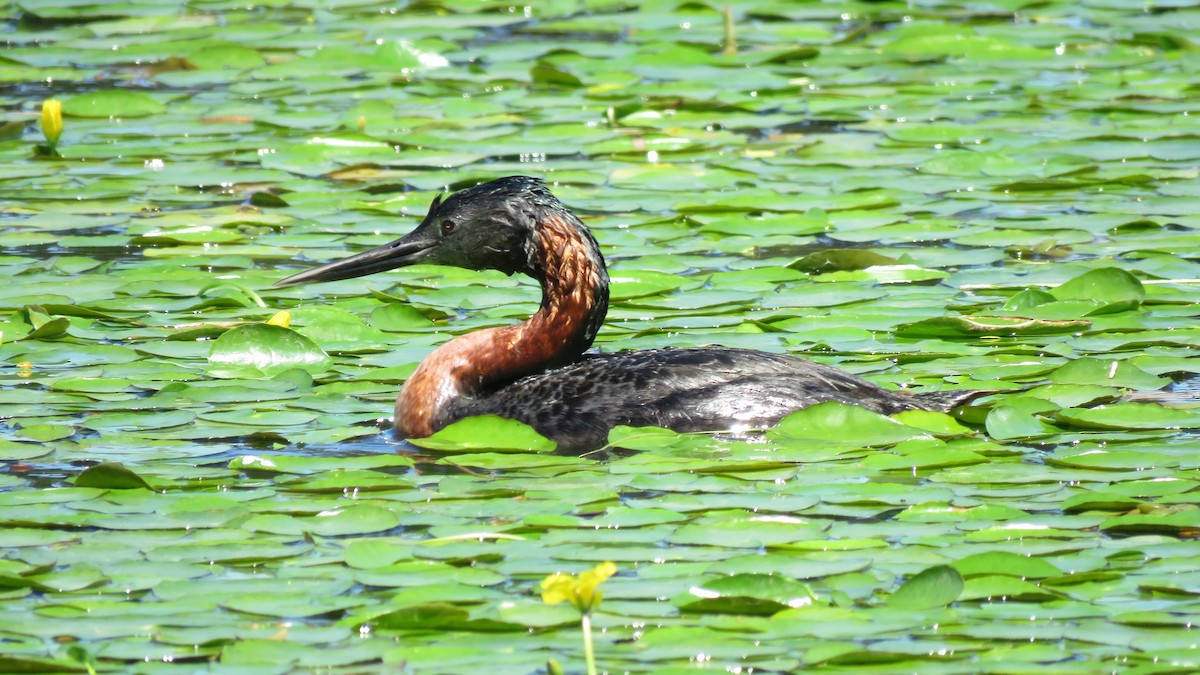Great Grebe - ML613732130