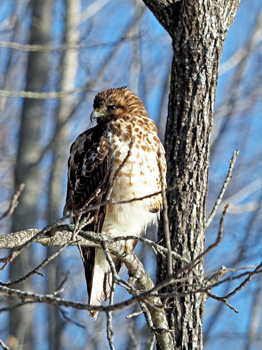 Red-shouldered Hawk - ML613732179